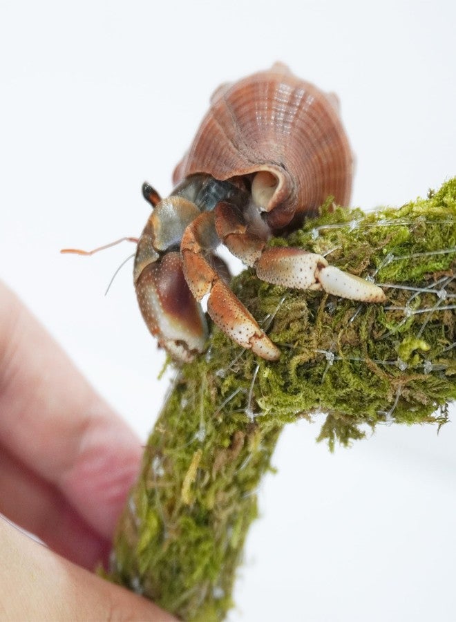 Begeterday Hermit Crab Accessories 7PCS, Include 5PCS Hermit Crab Shells, 1PCS Climbing Toy and 1PCS Hermit Crab Hideout - Image 5